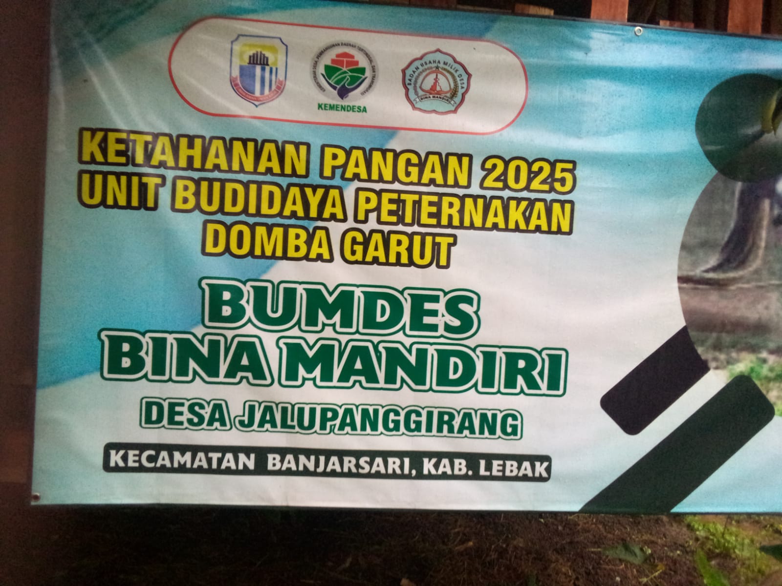 Ketapang Desa Jalupanggirang Disorot! Dugaan Mark Up Kambing dan Konflik Kepentingan di Tubuh BUMDes Bina Mandiri