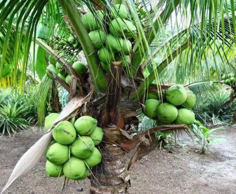 Filosofi Kelapa Hijau: Menghidupkan Etika Jurnalisme yang Mulai Tergerus